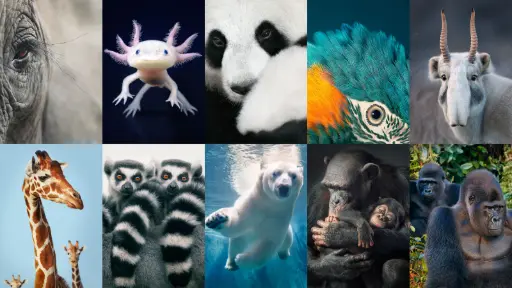 Animals Are Endangered