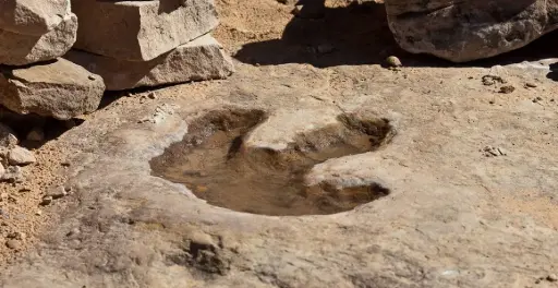 FOOTPRINTS IN THE MUDS OF TIME
