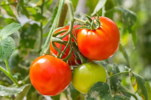 THE CONSTANT EVOLUTION OF THE HUMBLE TOMATO