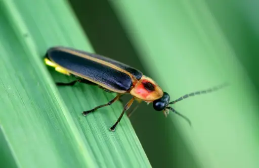 INSECT DECISION-MAKING