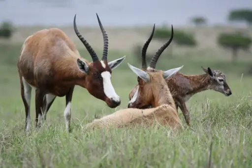Bovids