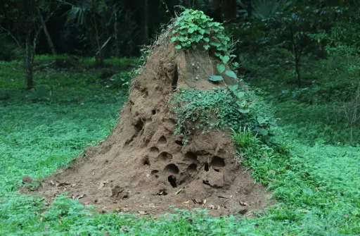Termite Mounds