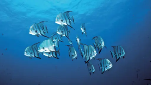 Movement Underwater