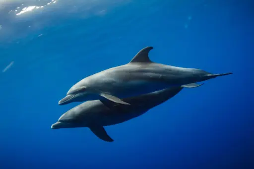 Special characteristics of dolphin