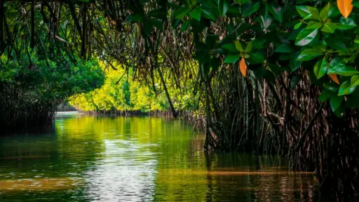 THE MANGROVE REGENERATION PROJECT