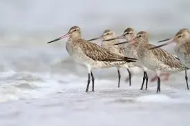 RESEARCH ON BIRDS IN AUSTRALIA