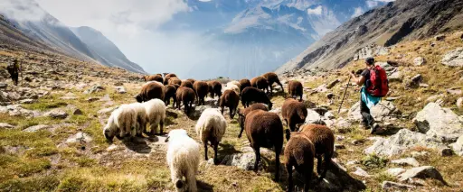TRANSHUMANCE