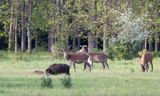 BOAR AND RED DEER 