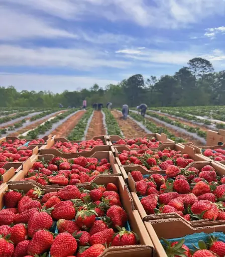 MAP OF STRAWBERRY FARM