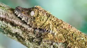 Australia’s Camouflaged Creatures
