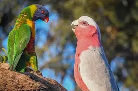 Australian parrots and their adaptation to habitat change