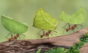 The fascinating world of attine ants