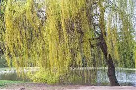 Willows studies