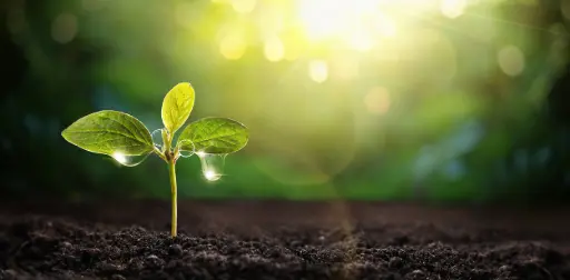 PLANT BEHAVIOUR