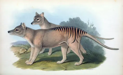 The Tasmanian Tiger