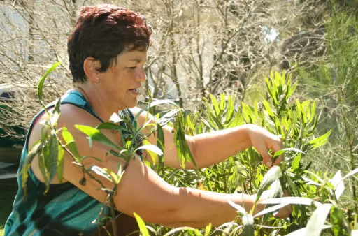 Traditional Maori Medicines
