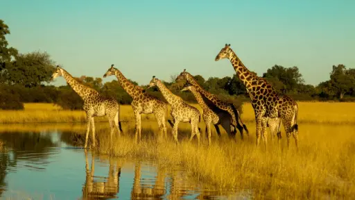 New Understanding Of Giraffes In The Wild