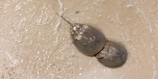 The Horseshoe Crab