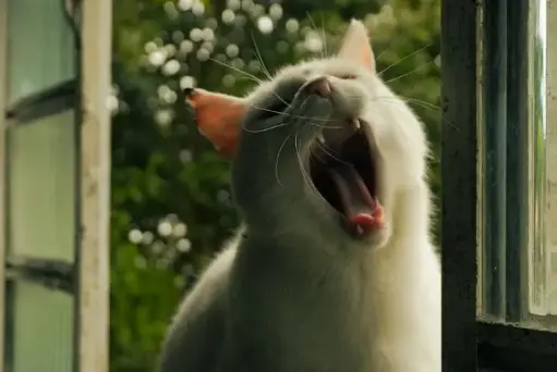 [Đề Thi Thật]: Yawning