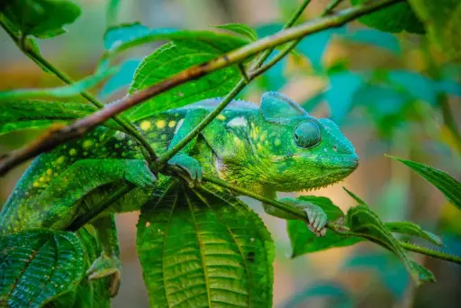 Australia's camouflaged creatures