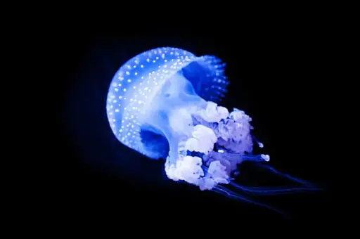 Jellyfish – The Dominant Species