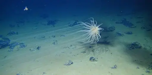 Deep sea discovery