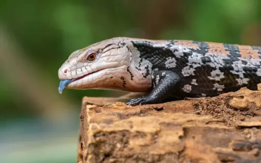 Saving the Skink