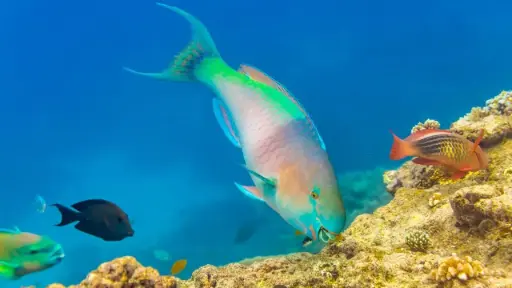 Reef fish study