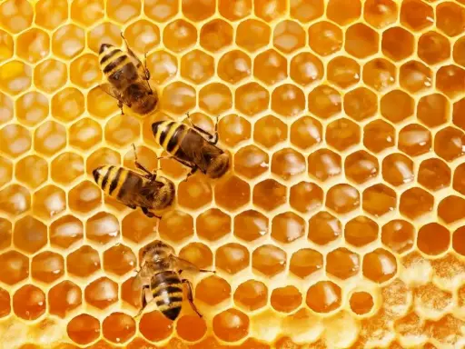[Đề Thi Thật]: The Ecological Importance of Bees