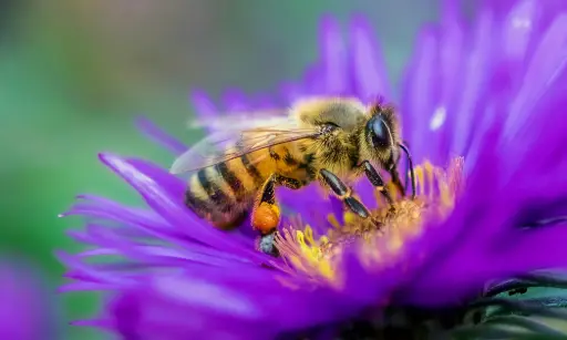 The Ecological Importance of Bees