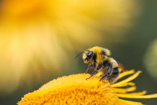The Importance of Bees