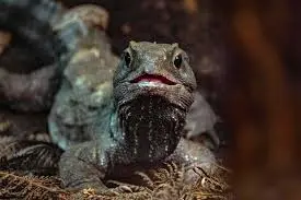 The tuatara – past and future