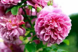Scented Plants