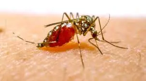 The conquest of malaria in Italy 