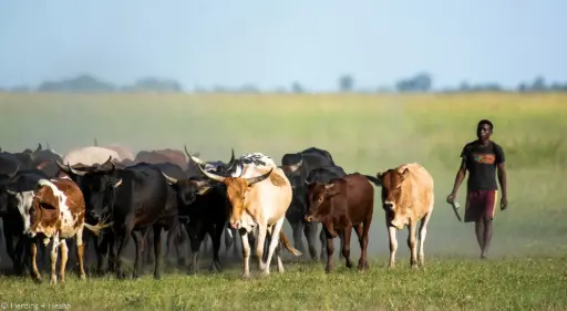 Herding