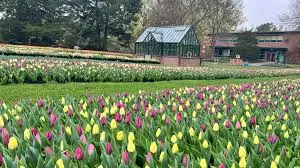 Tulip Mania