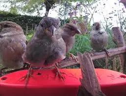 Intelligent behaviour in birds