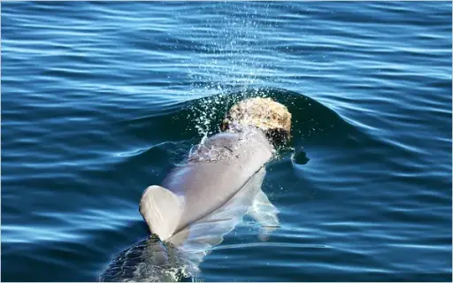Sponging dolphins