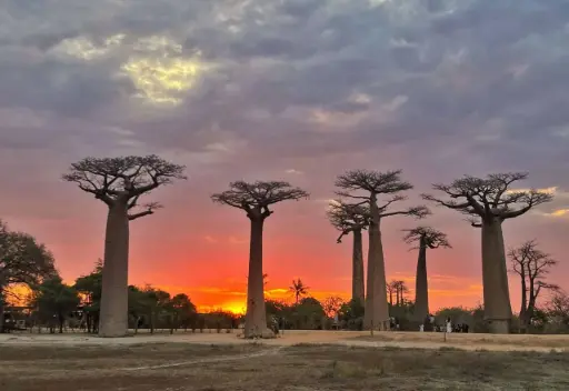 The Baobabs of Madagascar