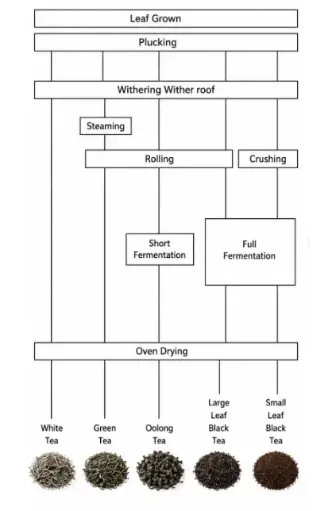 [ Đề Thi Thật ] Tea Types Processing