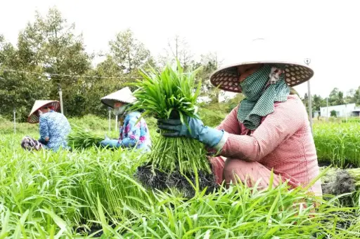 The pesticide-free village