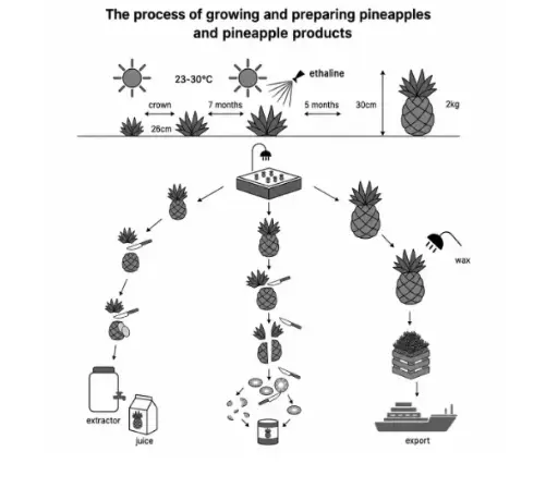 [ Đề Thi Thật ] Pineapple Growing and Processing