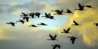 Orientation of birds