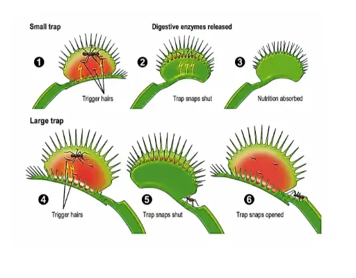 [ Đề Thi Thật ] Venus Flytrap Digestion
