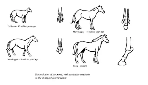 [ Đề Thi Thật ] Horse Evolution