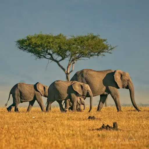 Australia's Megafauna Controversy
