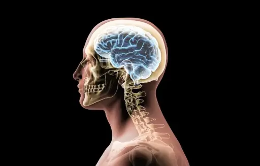 Neuroaesthetics