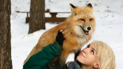 Research into taming a fox