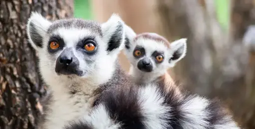 [ Đề Thi Thật ] Protecting Useful Endangered Animals