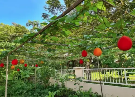 [ Đề Thi Thật ] Turning Public Parks into Community Gardens